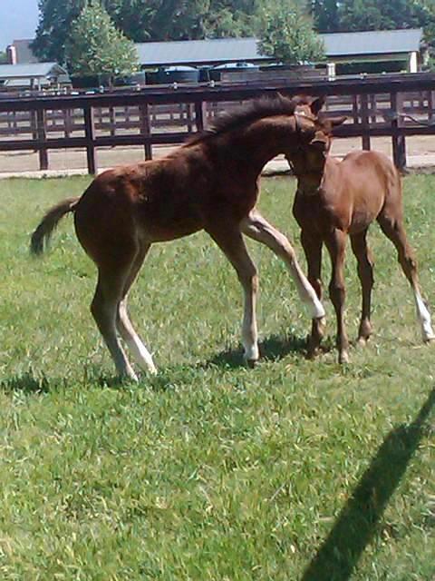 Bruiser playing with one of his paddock mates. (Courtesy of Carrie Drake/Horse Haven)
